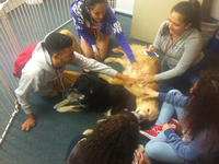 Five students encircle a dog on the floor. Each student playfully pets the dog's stomach.
